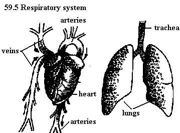 See diagram 59.5: Respiratory system