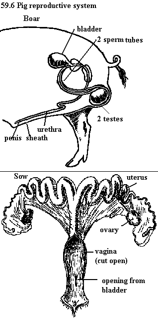 See diagram 59.6: Pig reproductive system