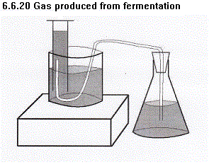 See diagram 6.6.20: Gas produced from fermentation