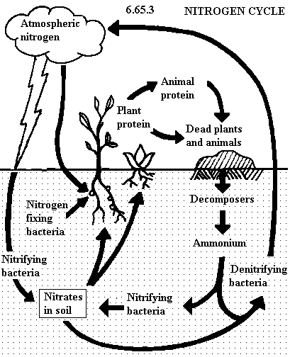 | See diagram 6.65.3: Nitrogen cycle