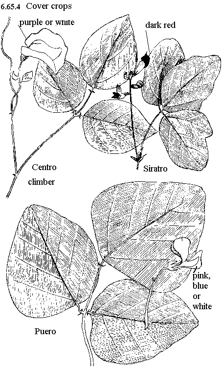 See diagram 6.65.4: Cover crops