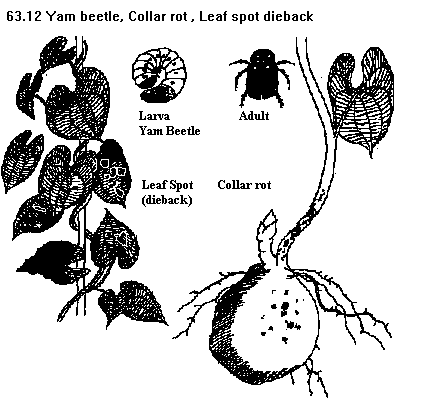See diagram 63.12: Yam beetle