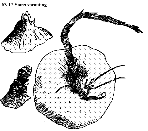 See diagram 63.17: Yams sprouting