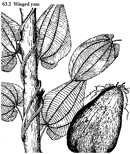 See diagram 63.2: Winged Yam