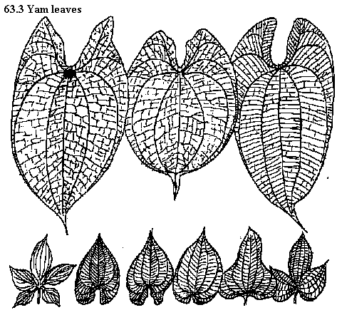 See diagram 63.3: Yam leaves