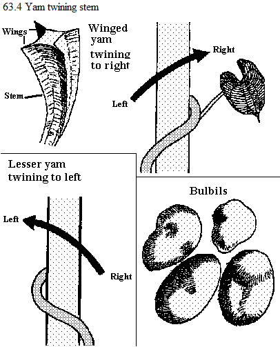 See diagram 63.4: Yam twining
