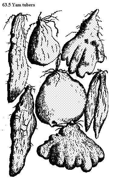 See diagram 63.5: Yam tubers