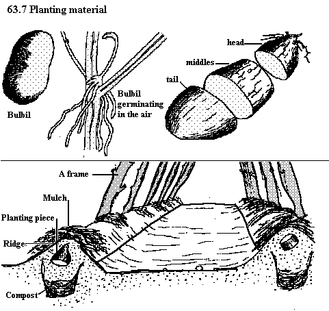 See diagram 63.7: Yam planting material