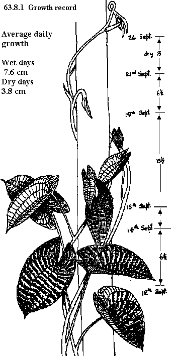 See diagram 63.8.1: Yam growth
