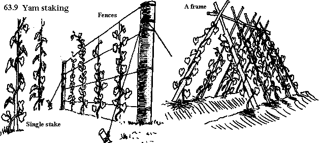 See diagram 63.9: Yam staking