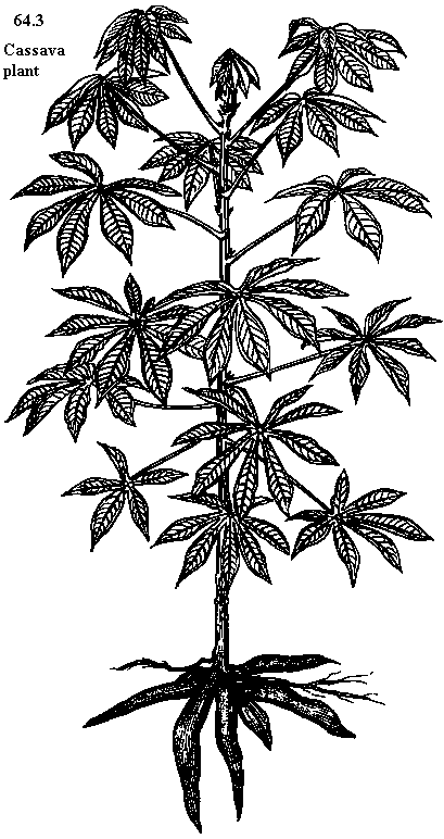 See diagram 64.3: Cassava