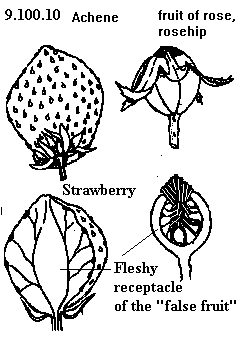 See diagram 9.100.10: Achene, strawberry