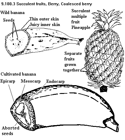 :
See diagram 9.110.3: Banana berry