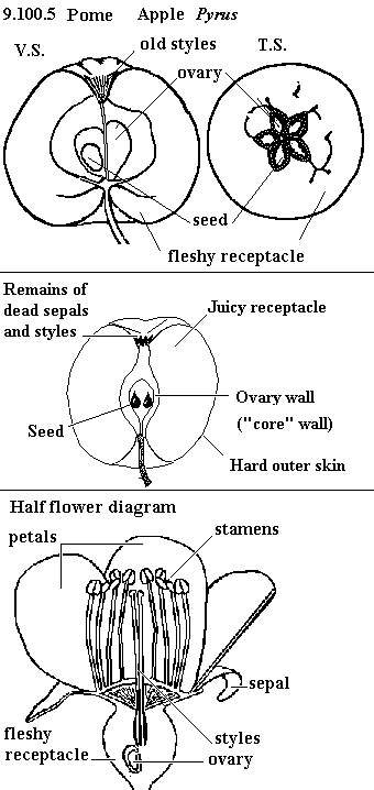 | See diagram 9.100.5: Pome, apple