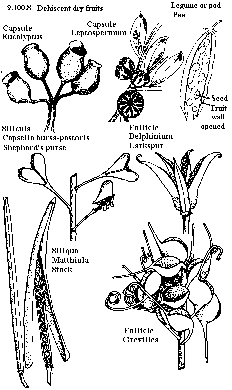 See diagram 9.100.8: Legume pod, Fruit types