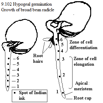 See diagram 9.102: Hypogeal germination