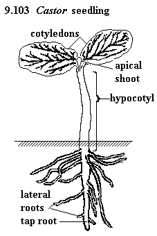 See diagram: Castor seedling