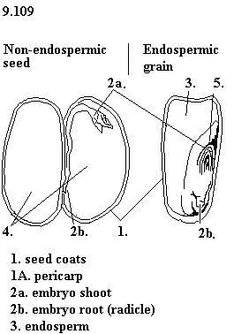 See diagram 9.109: Non-endospermic seed and endospermic grain