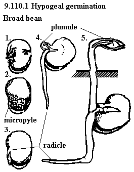 | See diagram 9.110.1: Hypogeal germination
