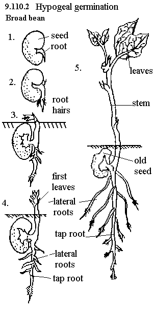 See diagram 9.110.2: Hypogeal germination 2