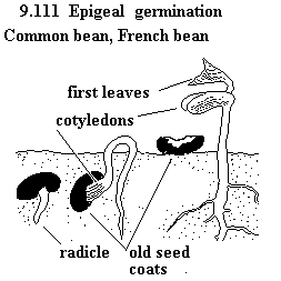 See diagram 9.111: Epigeal germination