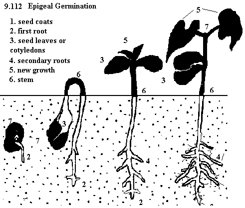 | See diagram 9.112: Epigeal germination