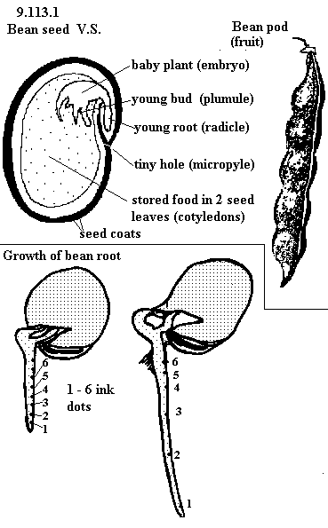 See diagram 9.113.1: Bean pods