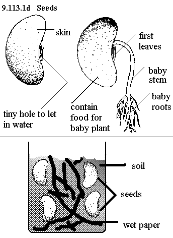 | See diagram 9.113.1: Seeds