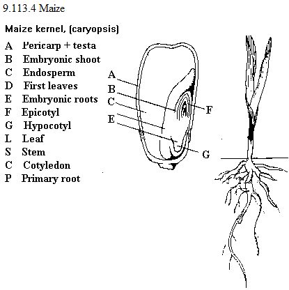 | See diagram 9.113.4: Maize