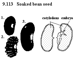 See diagram: Soaked bean seed