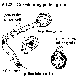 See diagram 9.123: Germinating pollen grain