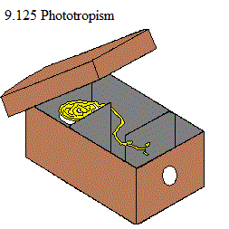 See diagram 9.125: Phototropism