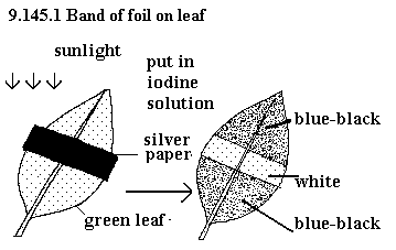 See diagram 9.145.1: Band of foil on leaf
