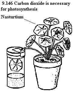 See diagram 9.146: Nasturtium
