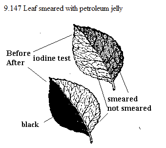 See diagram 9.147: Leaf with petroleum jelly