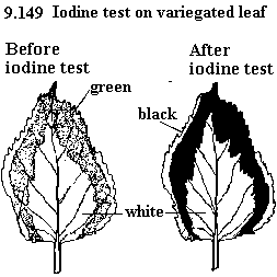 See diagram 9.149: Iodine on variegated leaf