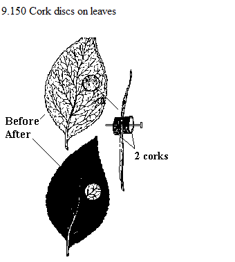 See diagram 9.150: Cork discs on leaves