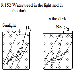 See diagram 9.152: Waterweeds in light / dark