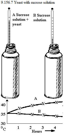 See diagram 9.156.1: Heat of respiration of yeast