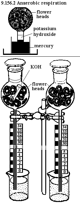 See diagram 9.156.2: Flowers in a flask