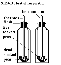 See diagram 9.156.3: Heat of respiration