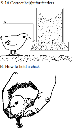 See diagram 9.16: A. Correct height for feeders and drinkers