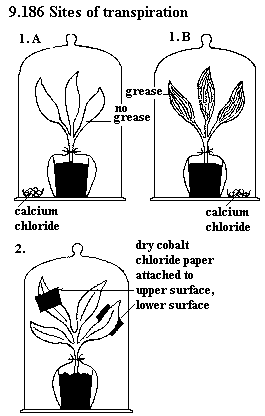 See diagram 9.186: Sites of transpiration