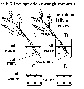See diagram 9.193: Transpiration through stomates
