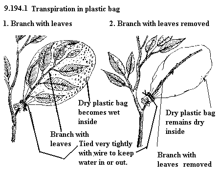 See diagram 9.194.1: Transpiration in plastic bag
