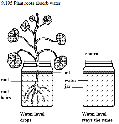 See diagram 9.195: Plant roots absorb water