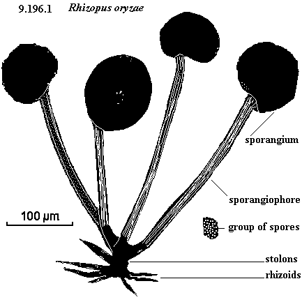See diagram 9.196.1: Rhizopus oryzae