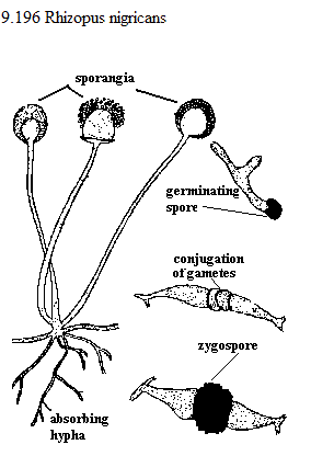 See diagram 9.196: Rhizopus nigricans