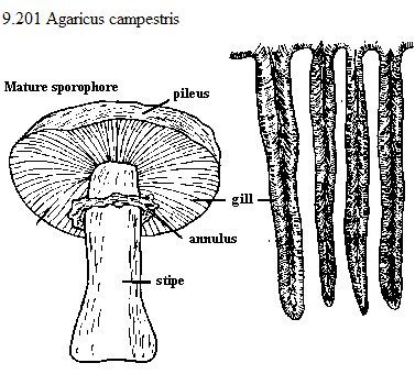 See diagram 9.201: (Agaricus campestris)