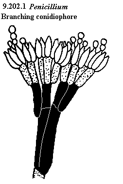 See diagram 9.202.1: Penicillium, branching conidiophores
